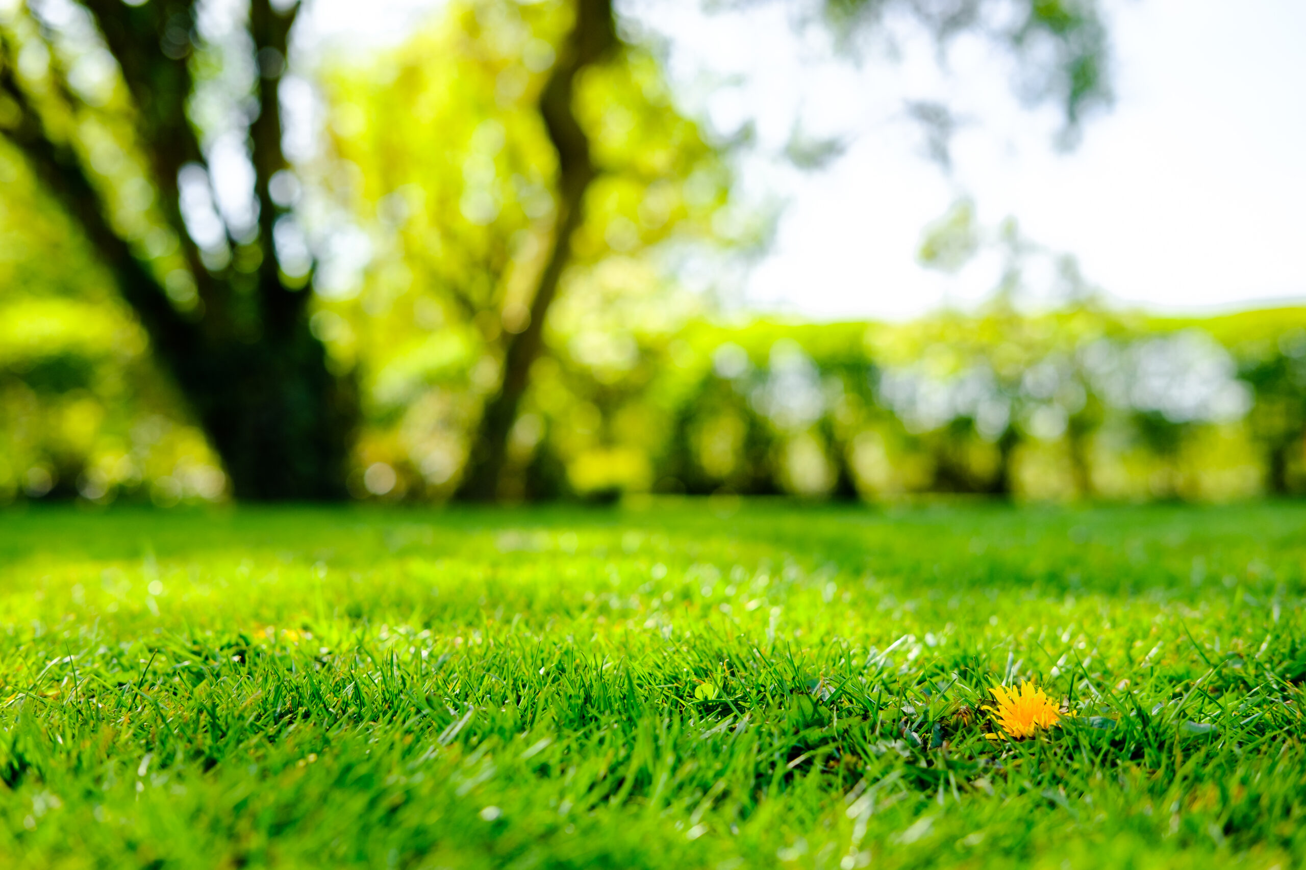 organic lawn treatments