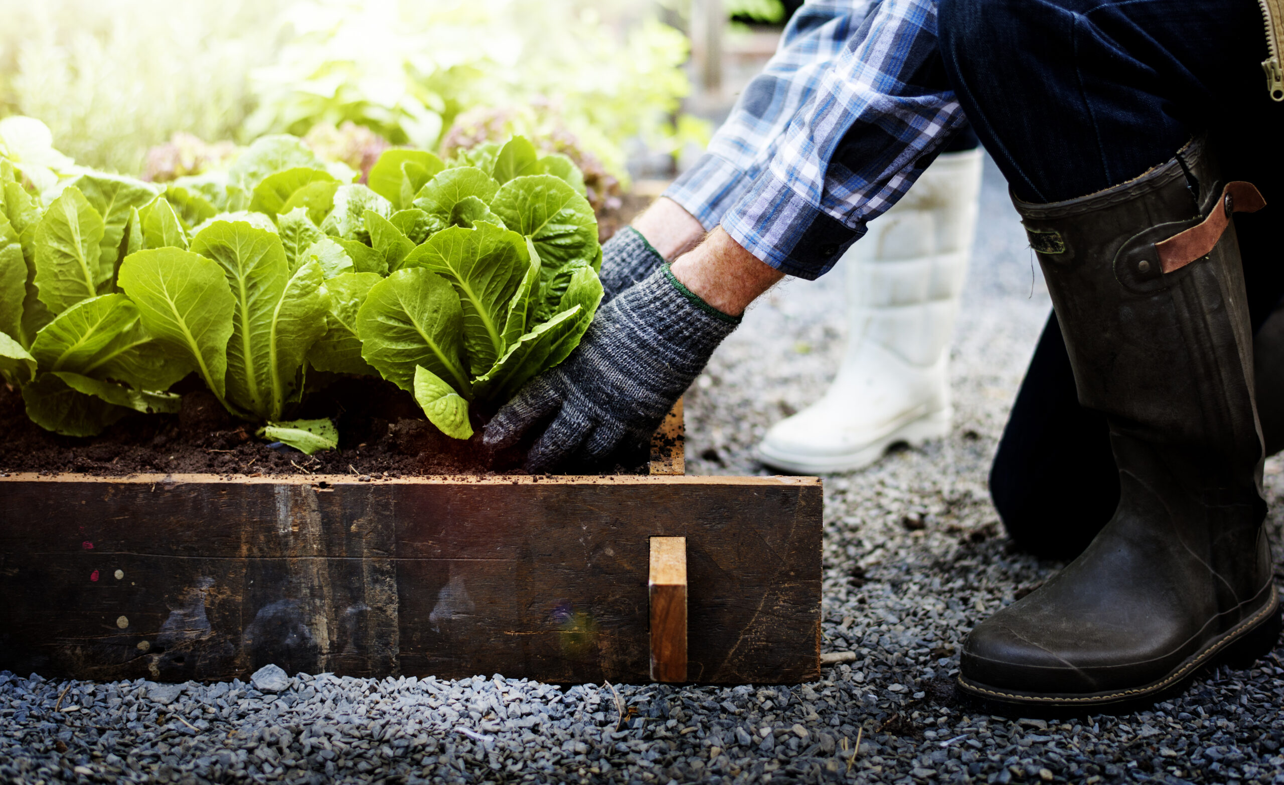 edible gardens